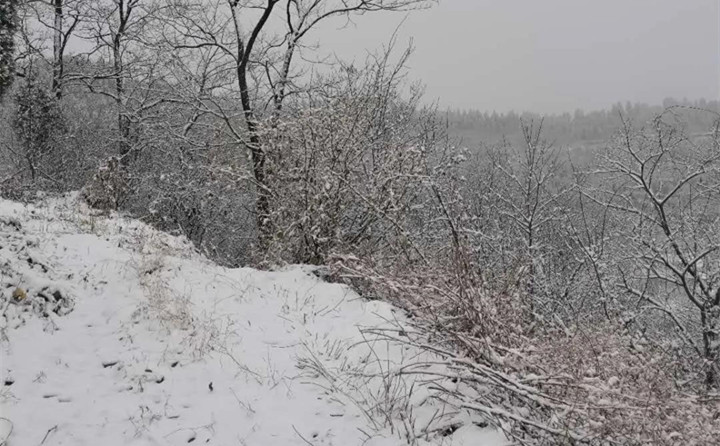 山東濟(jì)南的第一場(chǎng)雪